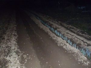 ネギ　定植　220511